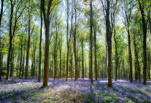 Flowers | Sunlit Bluebells In Wepham Woods With Blue Sky Wallpaper Mural Flowers Flowers