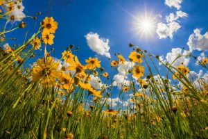 Flowers | View Of Wildflowers Florida Tickseed Wall Mural Flowers Flowers