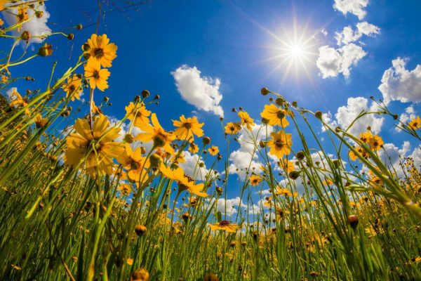 Flowers | View Of Wildflowers Florida Tickseed Wall Mural Flowers Flowers