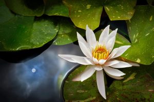 Flowers | White Water Lily Wall Mural Flowers Flowers