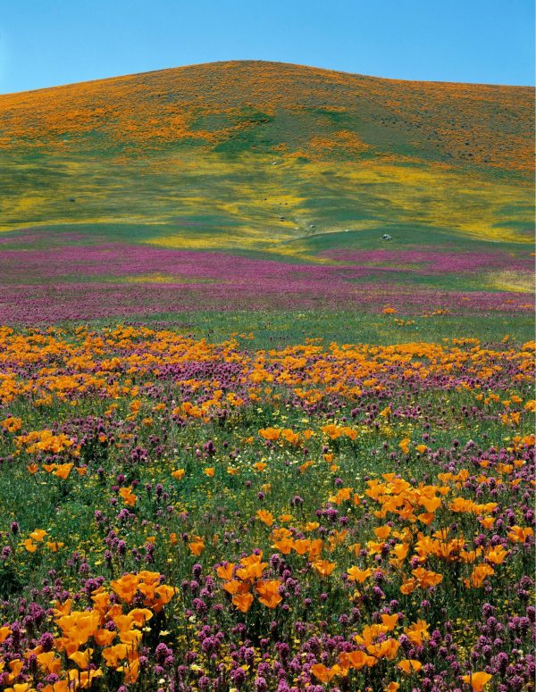 Flowers | Wildflower Splendor Mural Wallpaper Flowers Flowers