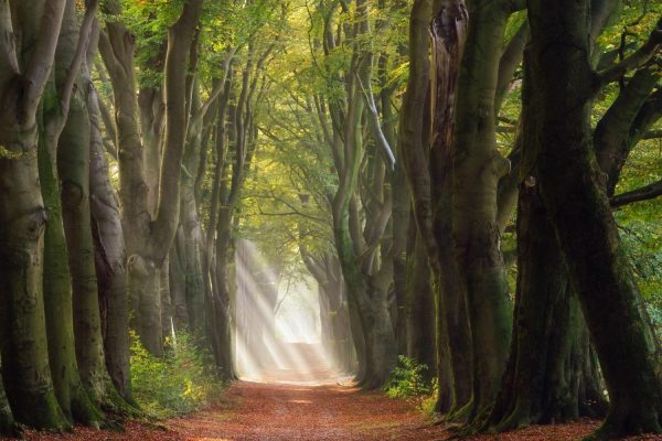 Forests | A Glorious Day Wall Mural Forests Forests