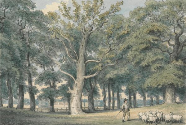 Forests | A Park Landscape with Shepherd and Sheep Wall Mural Forests Forests