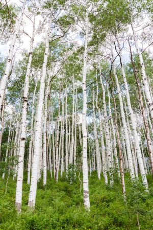 Forests | Aspen Forest Near Crested Butte Mural Wallpaper Forests Forests