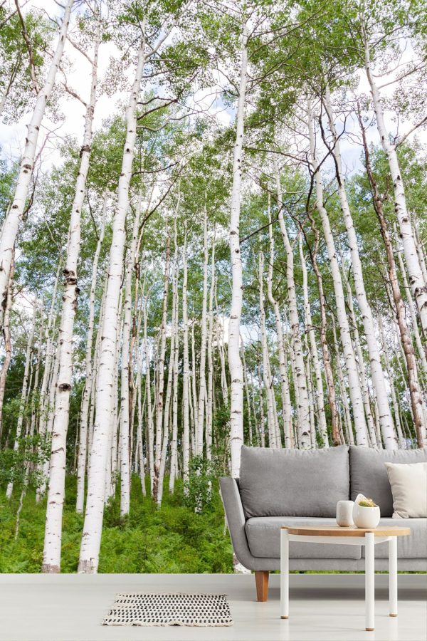 Forests | Aspen Forest Near Crested Butte Mural Wallpaper Forests Forests