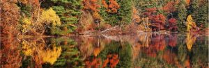 Forests | Autumn Fanfare Wall Mural Forests Forests