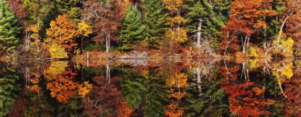 Forests | Autumn Sonata Wallpaper Mural Forests Forests