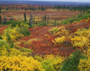 Forests | Autumn Tundra Mural Wallpaper Forests Forests