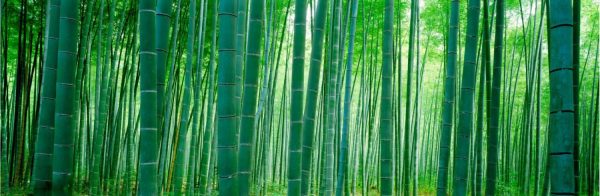 Forests | Bamboo Forest, Sagano, Kyoto, Japan Mural Wallpaper Extra Large Extra Large