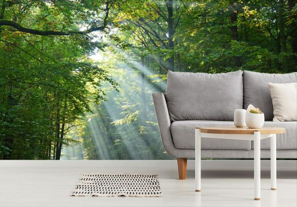 Forests | Beautiful Sunbeams In Green Forest Wall Mural Forests Forests