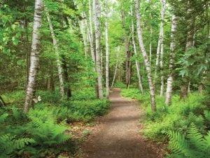 Forests | Birch Bounty Wallpaper Mural Forests Forests