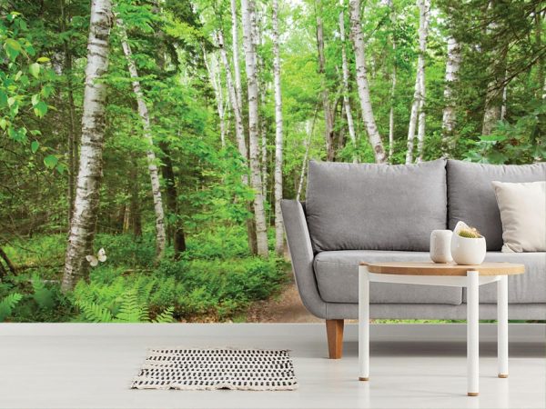 Forests | Birch Bounty Wallpaper Mural Forests Forests