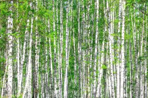 Forests | Birch Forest In May Wallpaper Mural Forests Forests