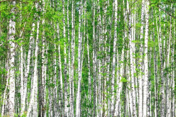 Forests | Birch Forest In May Wallpaper Mural Forests Forests