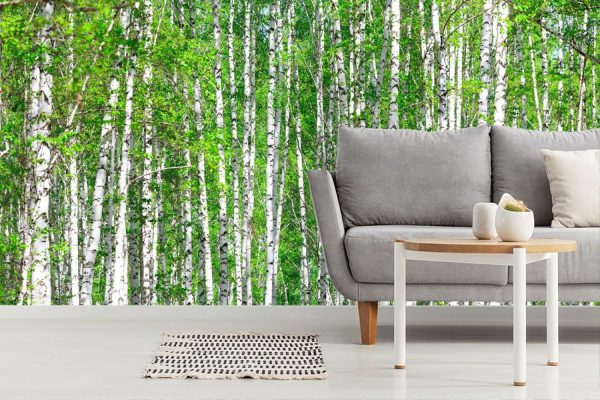 Forests | Birch Forest In May Wallpaper Mural Forests Forests