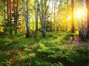 Forests | Deep Forest Sunlight Wall Mural Forests Forests