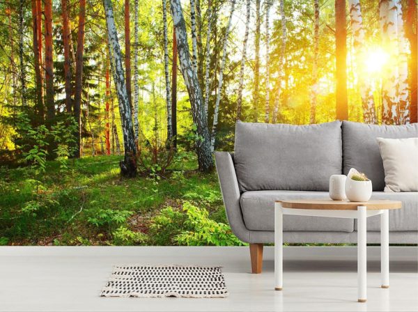 Forests | Deep Forest Sunlight Wall Mural Forests Forests