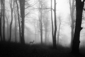 Forests | Deer Strolling Through Foggy Forest Wall Mural Forests Forests