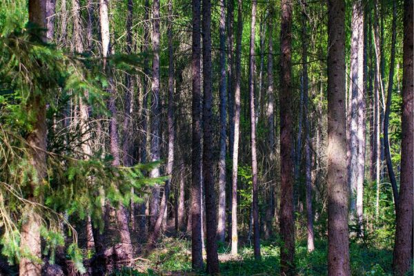 Forests | English Wood Wall Mural Forests Forests