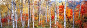 Forests | Fall Trees, Shinhodaka, Gifu, Japan Wallpaper Mural Extra Large Extra Large