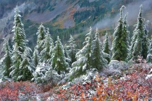 Forests | First Snow Mount Baker Wilderness Wall Mural Forests Forests