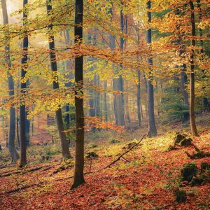 Forests | Foggy Autumn Forest Wall Mural Colors Colors