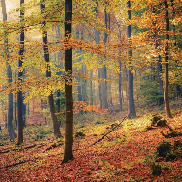 Forests | Foggy Autumn Forest Wall Mural Colors Colors