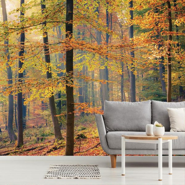 Forests | Foggy Autumn Forest Wall Mural Colors Colors