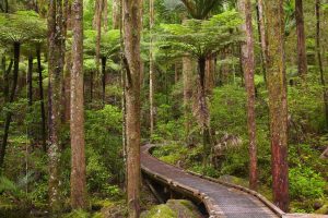 Forests | Footbridge Over Koromiko Stream Mural Wallpaper Wallpaper Murals Forests