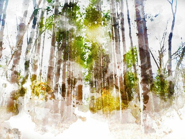 Forests | Forest 2243 Wall Mural Art & Graphics Art & Graphics