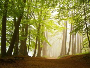 Forests | Forest In Spring Covered By Fog Wall Mural Forests Forests