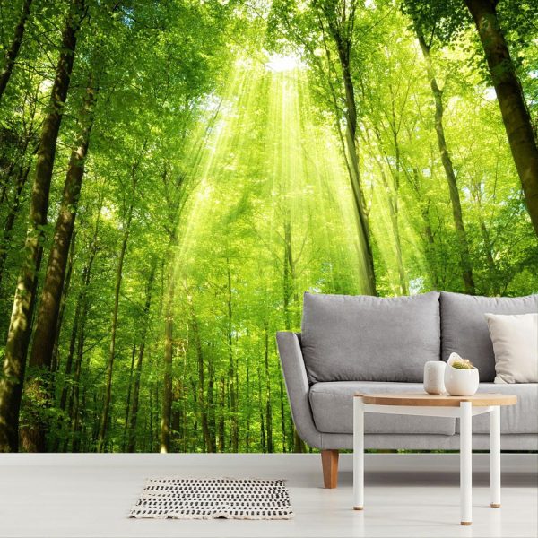 Forests | Forest Sun Wallpaper Mural Colors Colors