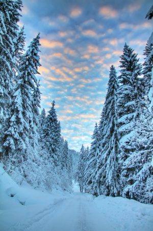 Forests | Fresh Snow Wall Mural Forests Forests