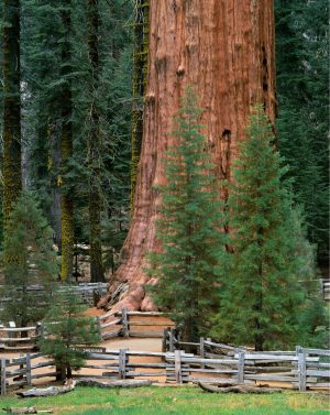 Forests | General Sherman Tree, Sequoia National Park, California Wallpaper Mural Forests Forests