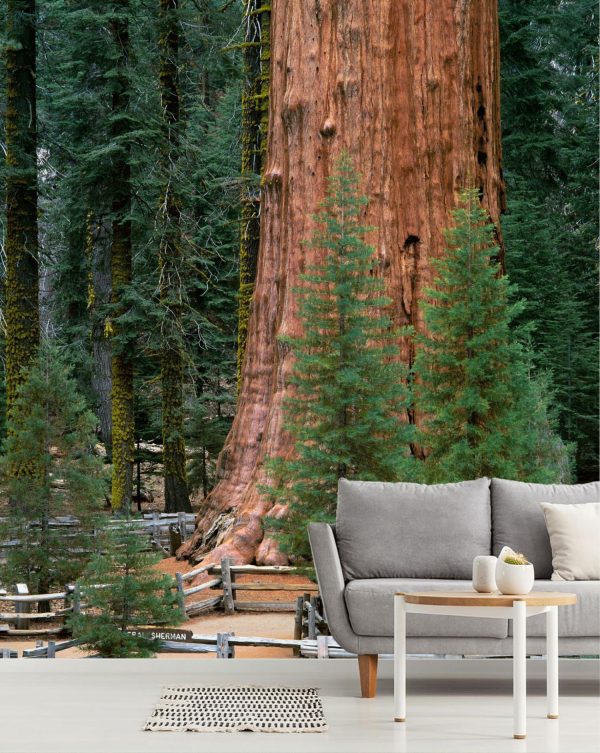 Forests | General Sherman Tree, Sequoia National Park, California Wallpaper Mural Forests Forests