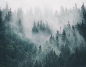 Forests | Gray Misty Forest Landscape Wallpaper Mural Forests Forests