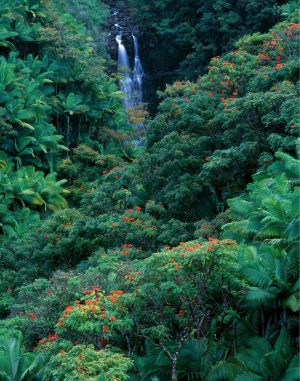 Forests | Hawaiian Tropics Wall Mural Forests Forests