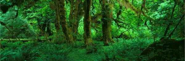 Forests | Hoh Rain Forest, Olympic National Park, WA 2 Wall Mural Forests Forests