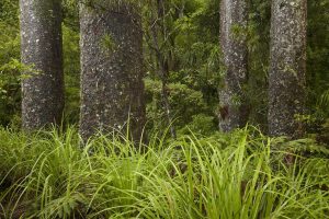 Forests | Kauri Trees, New Zealand Mural Wallpaper Forests Forests