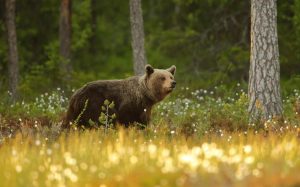 Forests | Lone Brown Bear Wall Mural Forests Forests