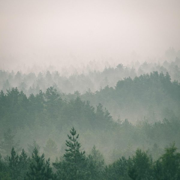 Forests | Misty Horizon Wall Mural Forests Forests