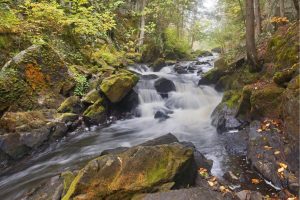 Forests | Misty Morning at the Falls Wallpaper Mural Forests Forests