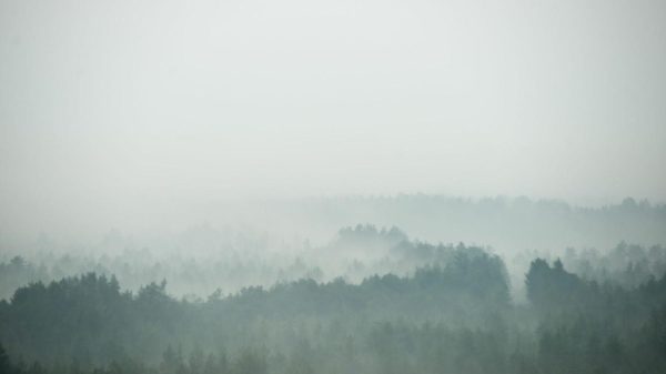 Forests | Misty Treetops Wall Mural Forests Forests