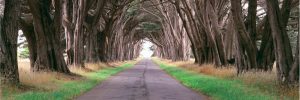 Forests | Monterey Cypress Trees Along A Road Wall Mural Extra Large Extra Large