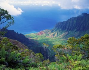 Forests | Na Pali Secrets Wall Mural Forests Forests