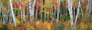 Forests | New England Splendor Wallpaper Mural Forests Forests