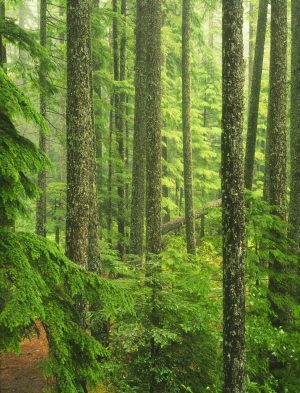 Forests | Oregon Old Growth Forest Wallpaper Mural Forests Forests