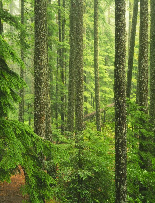 Forests | Oregon Old Growth Forest Wallpaper Mural Forests Forests