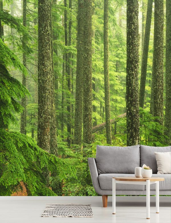 Forests | Oregon Old Growth Forest Wallpaper Mural Forests Forests