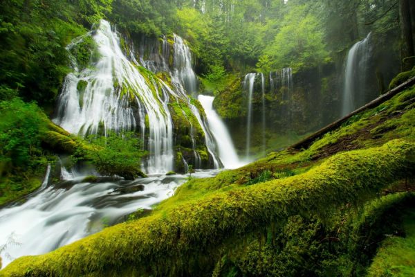 Forests | Panther Creek Falls in Spring Wall Mural Forests Forests